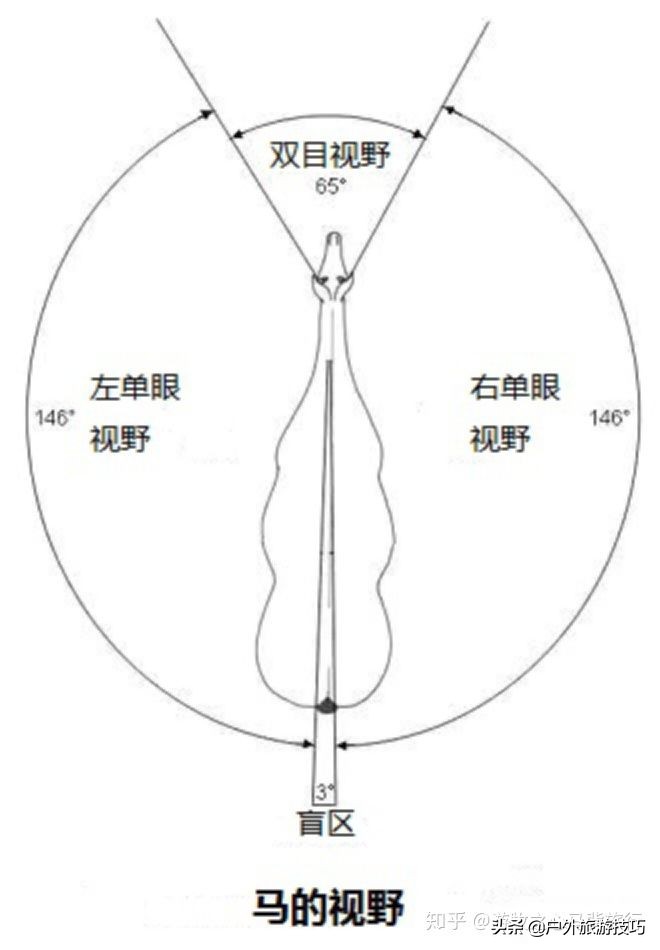如何纠正马踢人,怎么防止马踢人