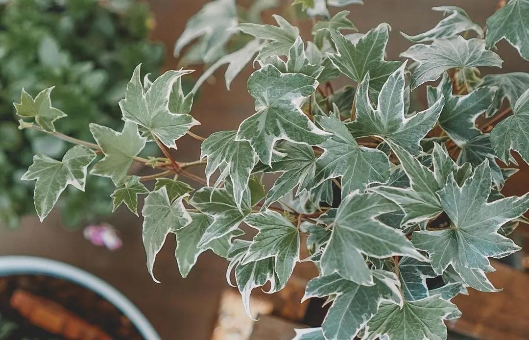 新房放一些植物可以去甲醛吗,新房甲醛克星植物