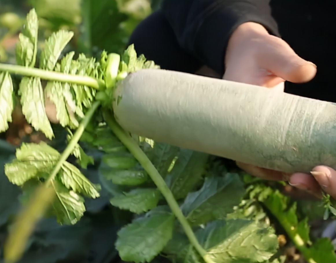 种的萝卜怎样管理结得又大又好,种的萝卜怎么管理