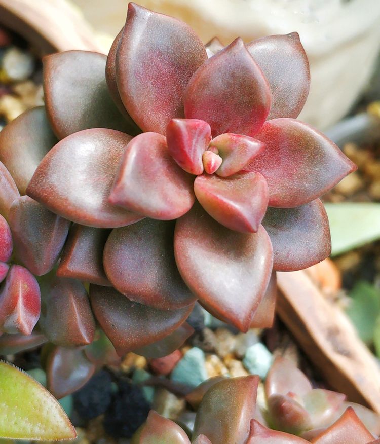 记录多肉长大的全过程,记录所有多肉成长过程