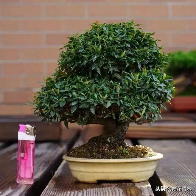 络石盆景的鉴赏与栽培养护