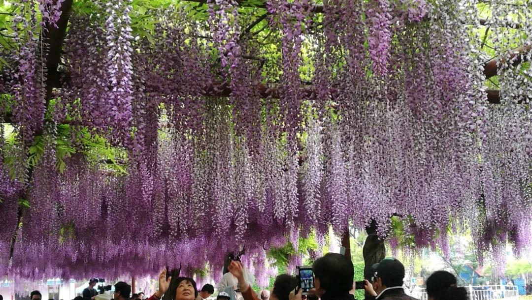 网红古树紫藤花,网红紫藤花