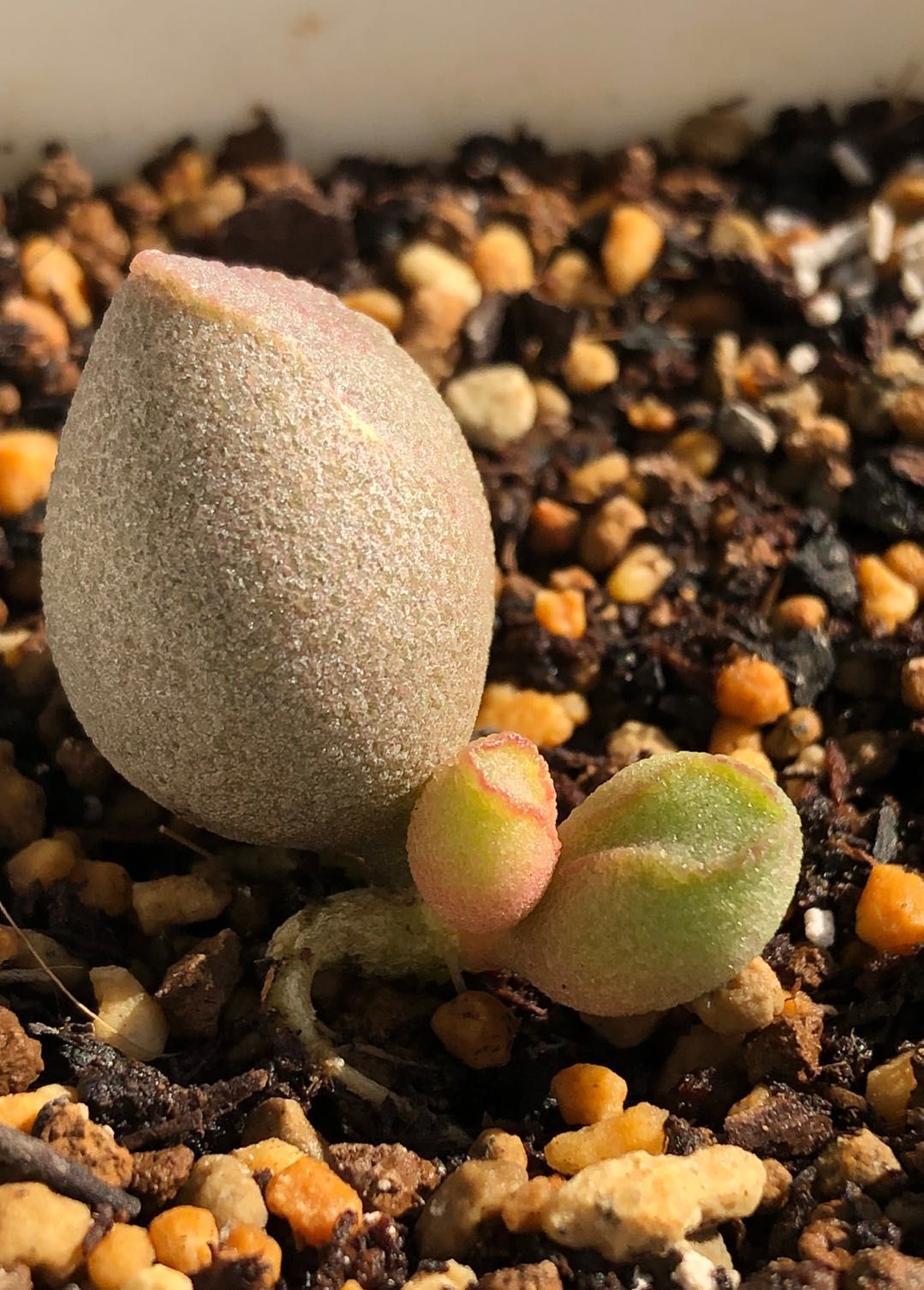 水泡多肉大全,水泡多肉叶片发焉