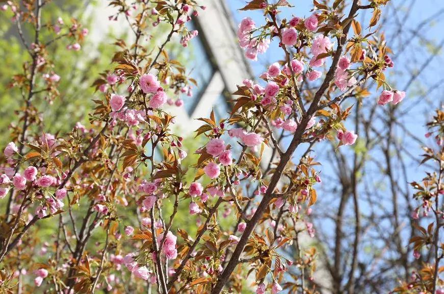 石家庄草莓采摘基地推荐,石家庄周边采摘园摘草莓