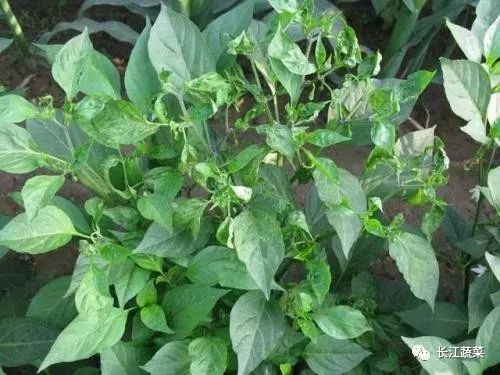 辣椒冻害图片,辣椒苗零下几度发生冻害