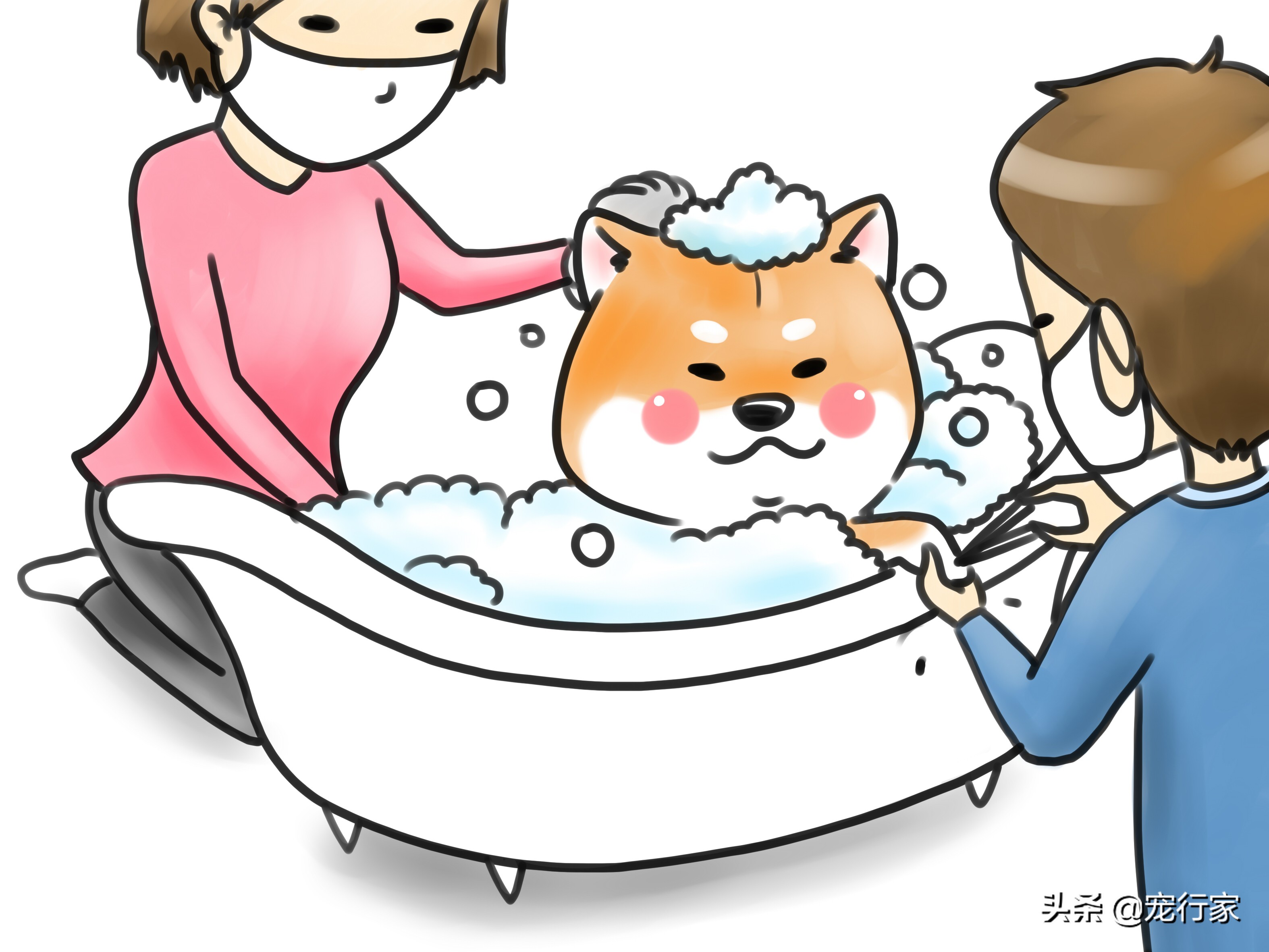 怎么对狗社会性训练,狗到底要怎么训练