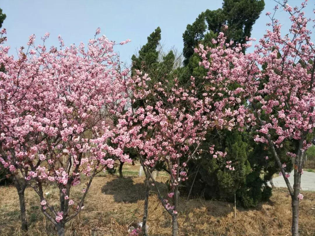 天津春天踏青好地方,天津武清踏青好去处