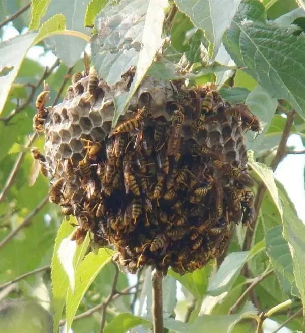 大山里常见的毒蜂,杀人蜂虎头蜂怕什么