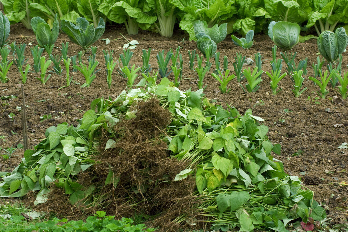 测土壤酸碱度的最简单有效的办法,怎样用酢浆草改变土壤酸碱度