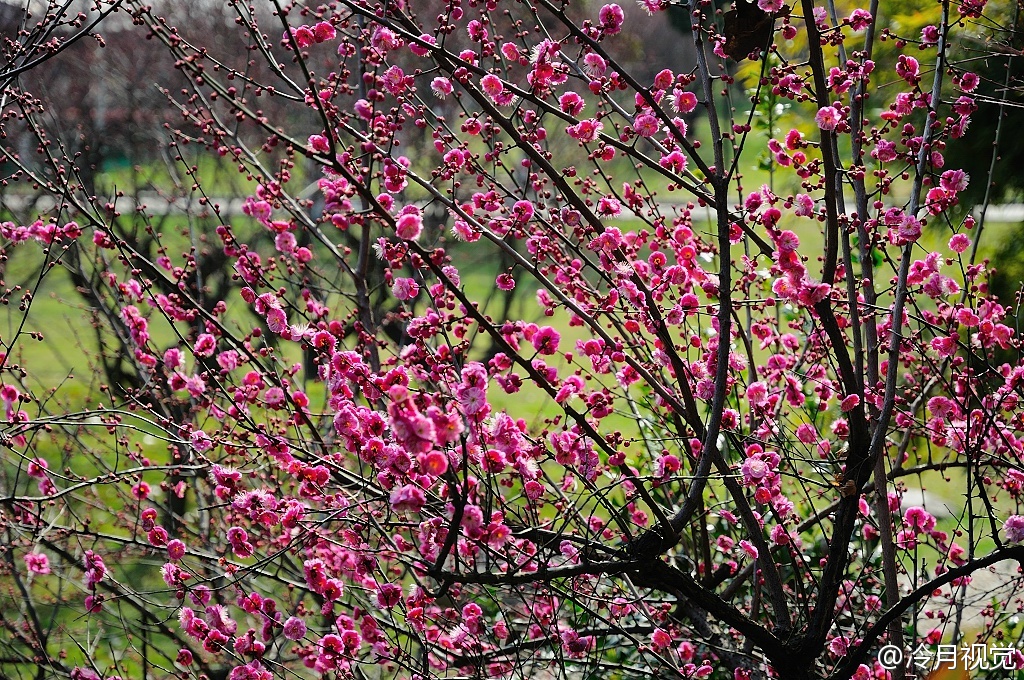 南京梅花山梅花盛开的视频,南京拍梅花最好的地方在哪里