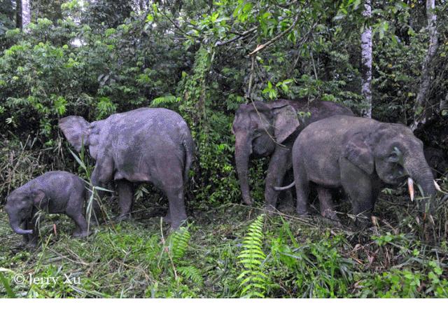 待疫情平息,和孩子一起探索“失落的世界”婆罗洲原始雨林