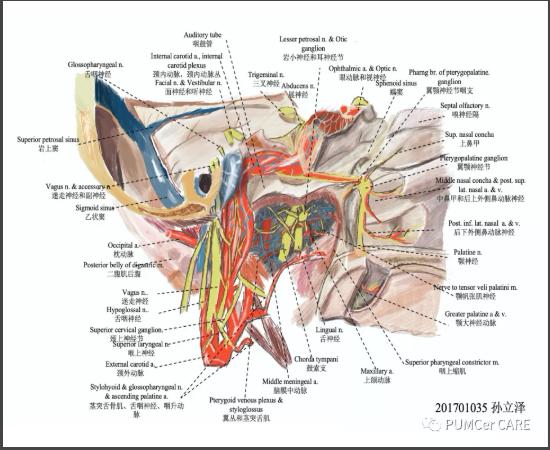 灵魂画手！协和医学生手绘器官解剖图，极具艺术美感，走红网络！