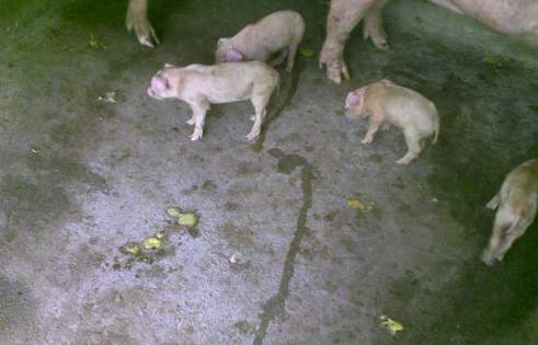 小猪拉稀咳嗽要用什么药治疗,小猪喂奶粉拉稀怎么治疗最好