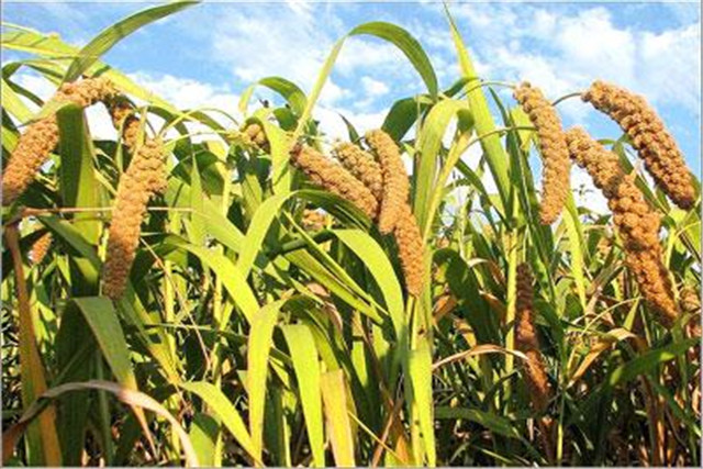 绿色食品谷子栽培技术,当地谷子栽培技术要点是什么