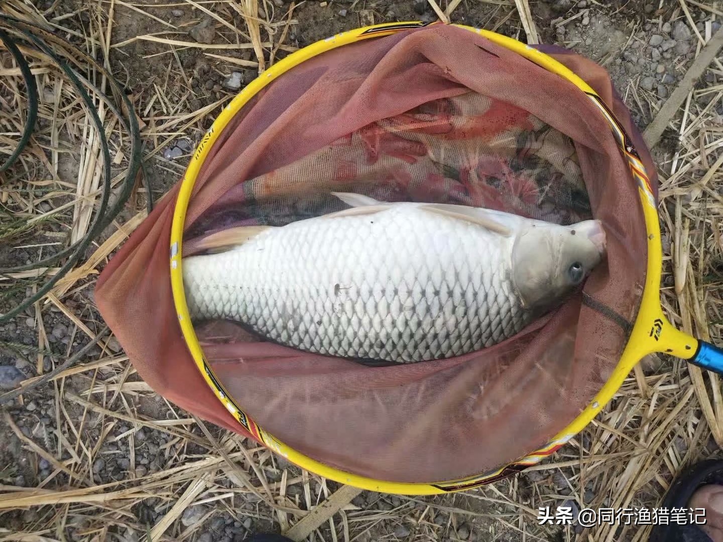 黑坑鱼饵最佳配方,黑坑皮筋颗粒钓滑口鲤鱼