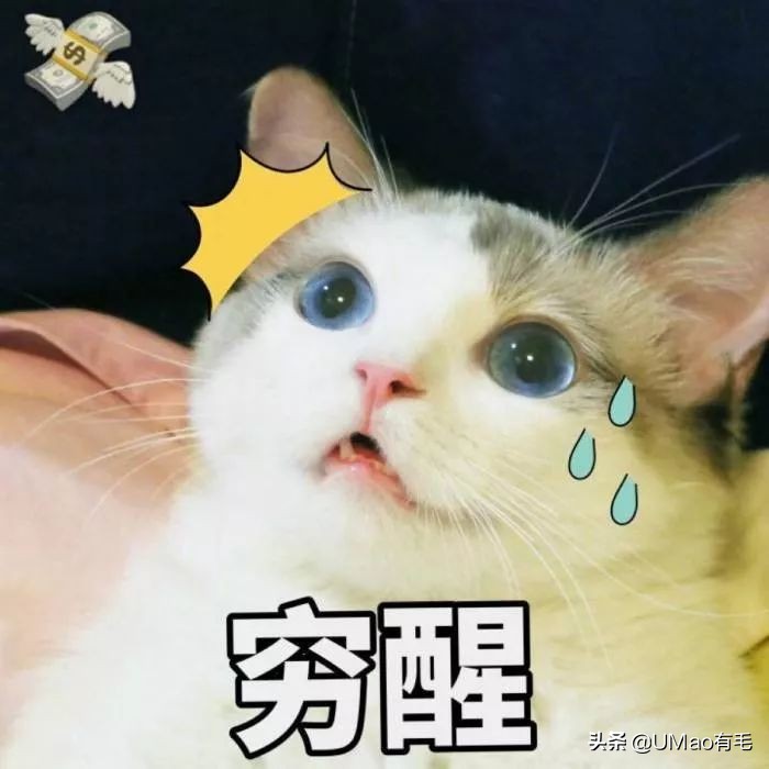 李佳琦叫卖都不管用！双十一猫咪用品这些坑得避