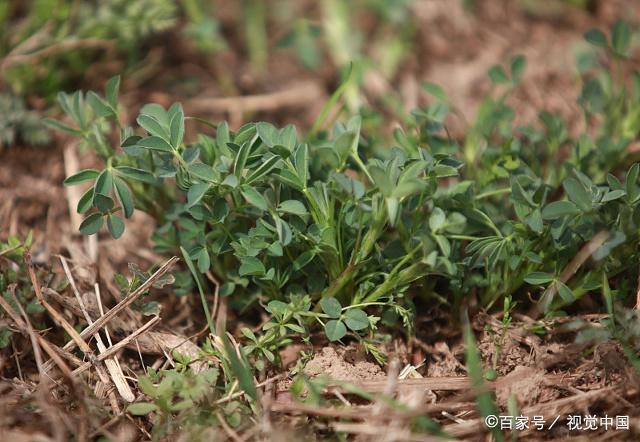 孕妈妈食谱5个月,春季炖汤食谱大全