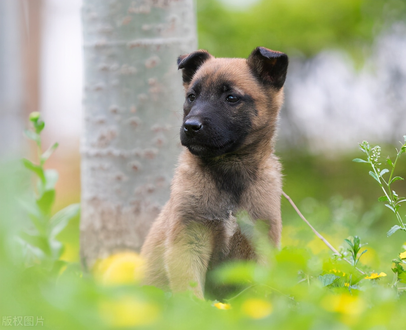 在狗市挑一只双血统马犬,小马犬怎么挑好的狗粮呢
