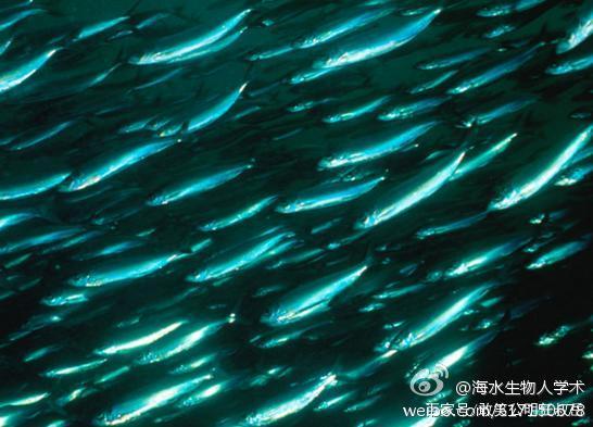 海里的青鱼和湖的青鱼有什么区别,淡水青鱼与海水青鱼