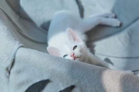 流浪猫被好心人收养后变成粘人,救助小猫被粘鼠板粘住扔到垃圾桶