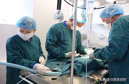 靠谱的宠物医院,好的宠物医院必须有哪些东西