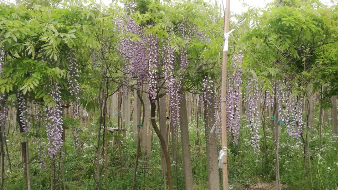 网红古树紫藤花,网红紫藤花