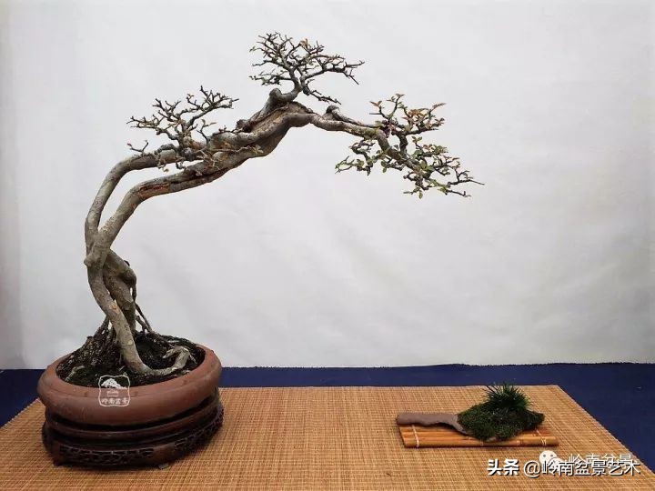 以根代杆下细上粗式盆景图片,十种适合吊着养的盆景