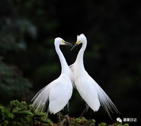 关于白鹭的资料,关于白鹭的资料五年级