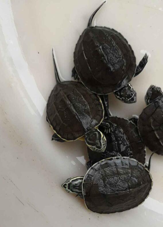 杂交龟种,杂交龟种图片大全