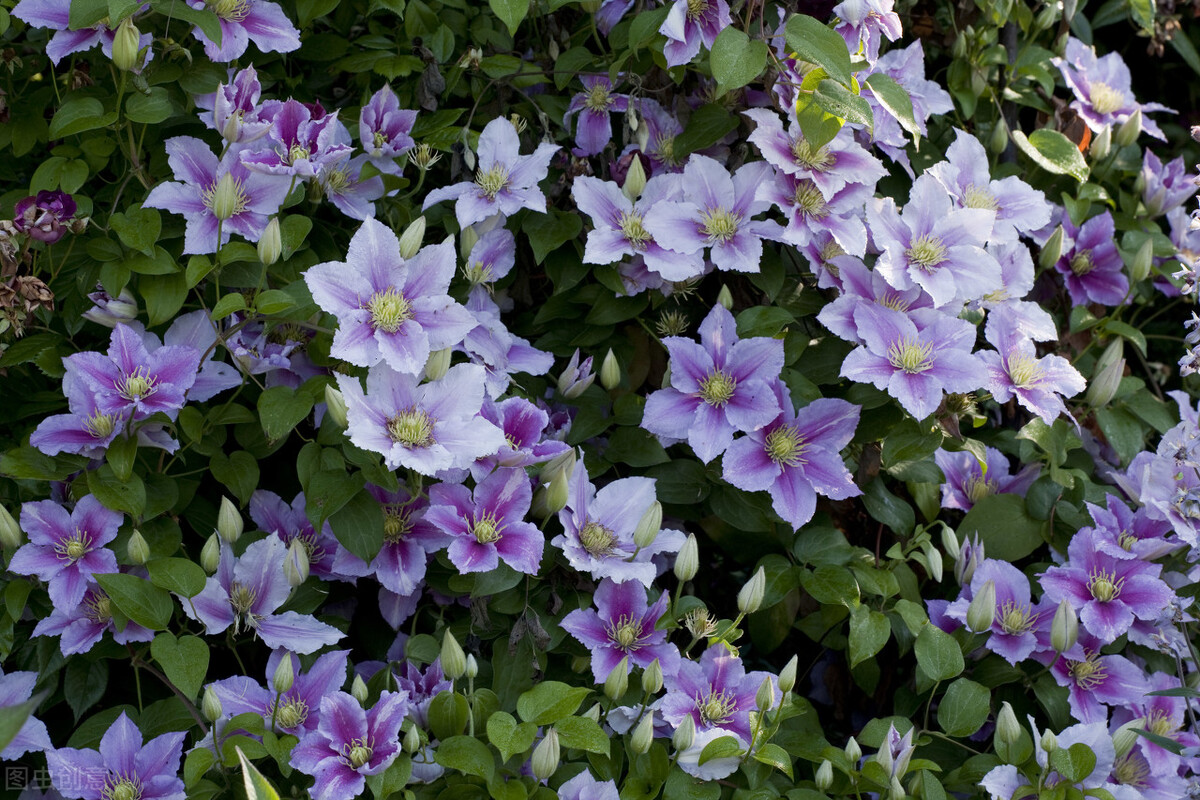 100种常见园林图鉴,列举20类不同的园林花卉