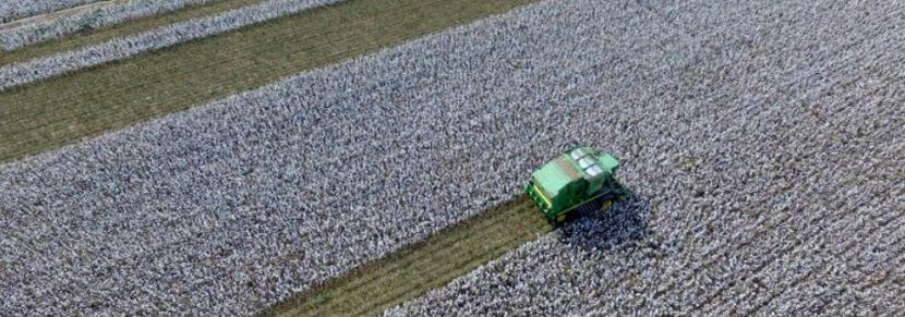 「设计师百坑系列」从*疆新**棉聊起——T恤印花的面料坑