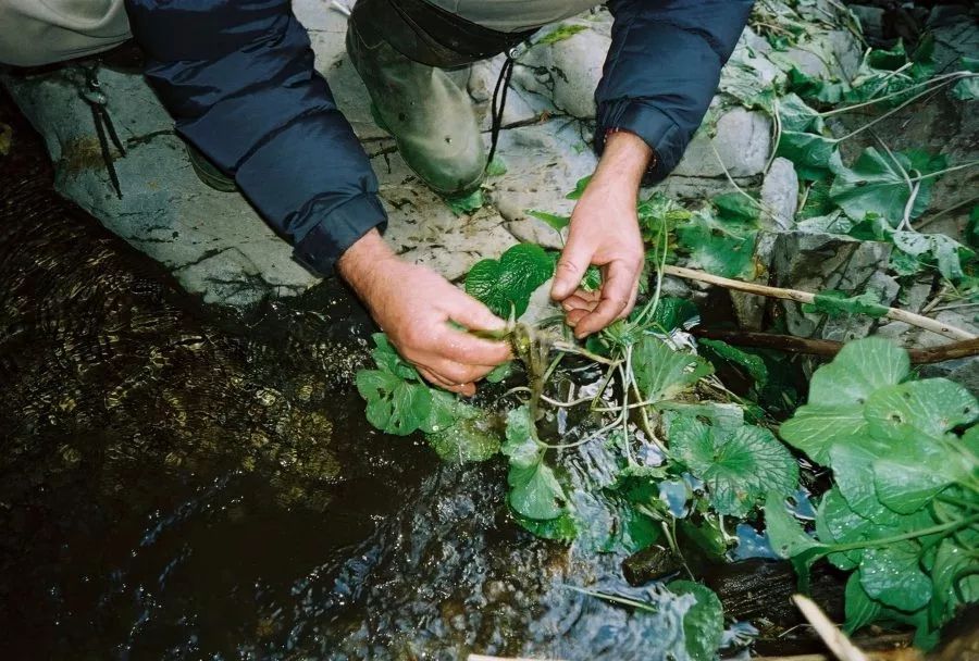 同样的辣椒为什么有时辣有时不辣,同一种辣椒为什么有的辣有的不辣
