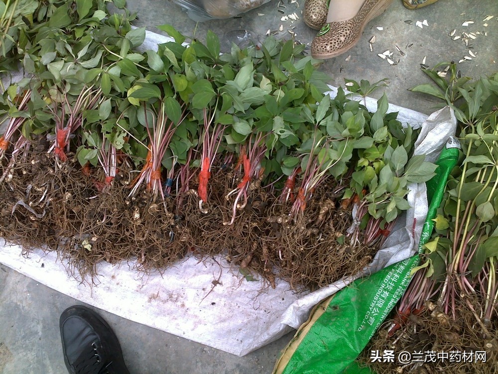云南昆明曲靖红河热门中药材种苗价格行情快讯9月15兰茂药材网