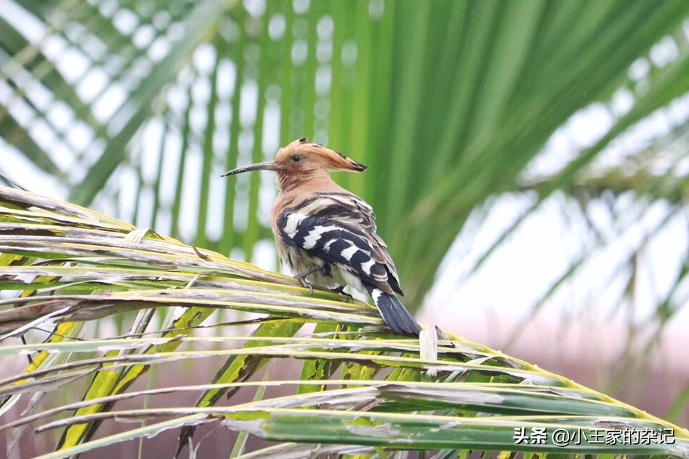 国际爱鸟日天桥岭,国际爱鸟日