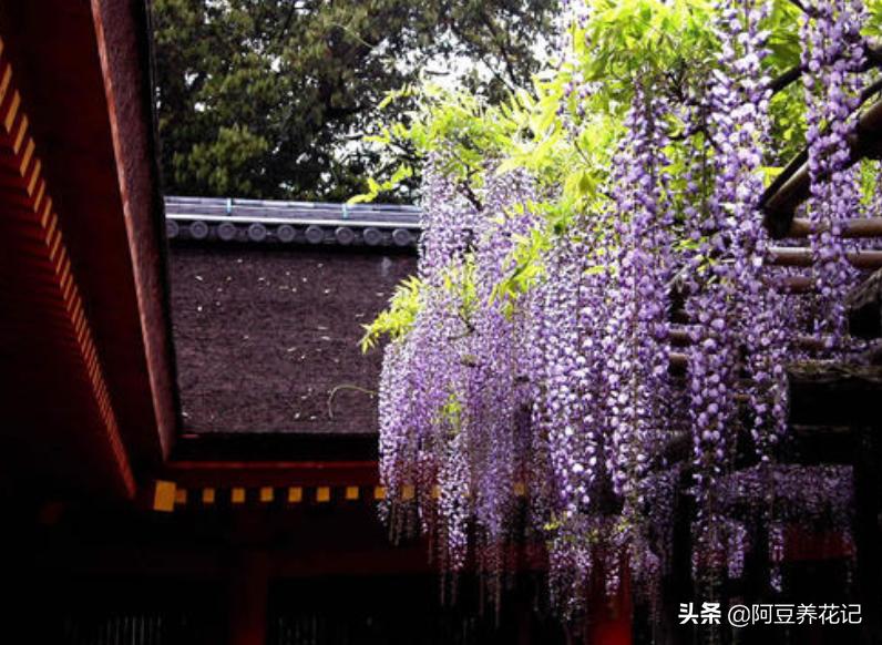 地上挖出来的紫藤如何种盆栽,紫藤盆栽的养殖技术和管理方法