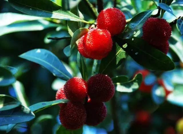 湖南长沙特产有哪些可带回家的,湖南衡阳特产有哪些可带走送人