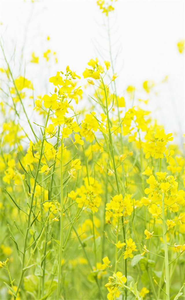 缓解眼睛疲劳动态图壁纸,好看的手机壁纸护眼高清图文