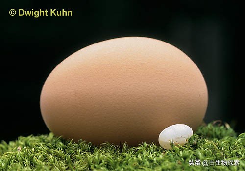 蛋蛋千变万化，就连哺乳动物都生蛋！