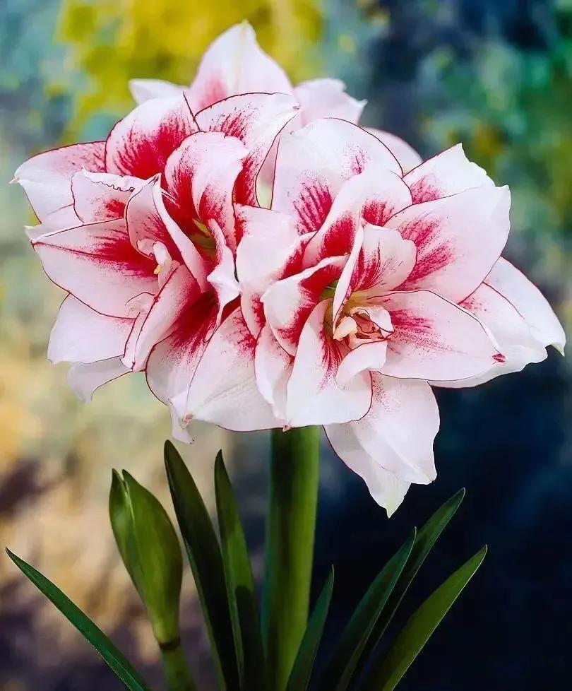 老北京歇后语俏皮话,老北京歇后语视频