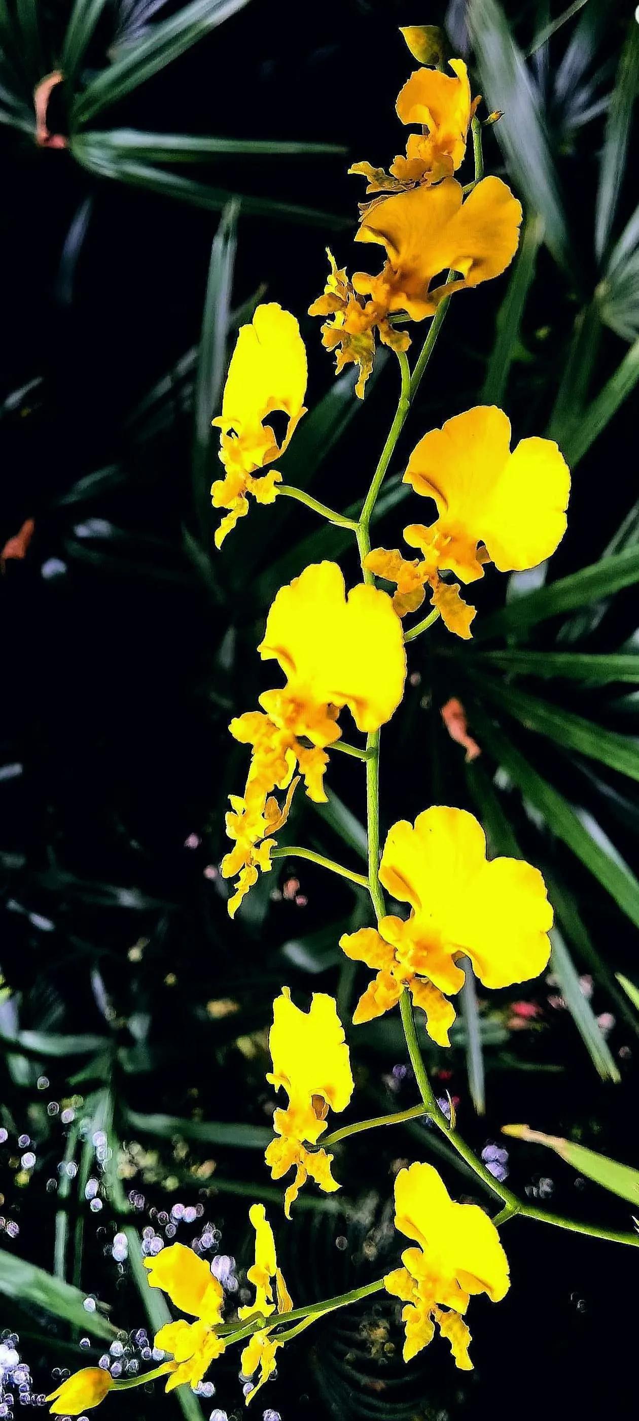 兰花高洁的古诗,高洁典雅的兰花壁纸