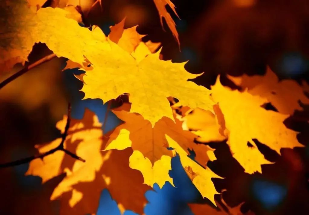 二十四节气课程立秋,二十四节气课程实施方案