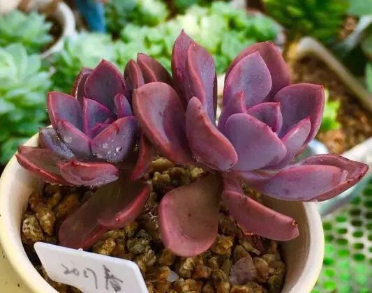 多肉长小黑飞介壳虫用什么药最好,多肉长蚧壳虫应该怎么处理