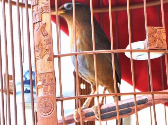 画眉鸟怎样养才稳住性,如何养好画眉生鸟