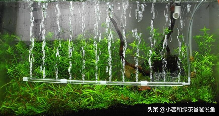 鱼缸的硝化细菌如何培育,怎么判断缸内硝化细菌是否培养好