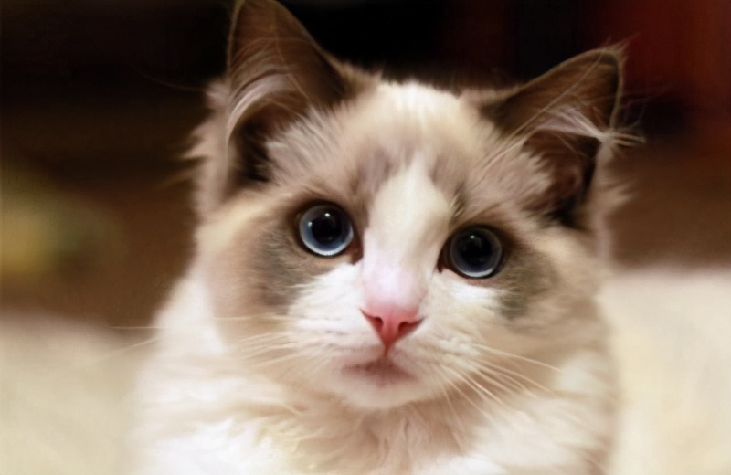 猫咪寿命比较长的有哪些,猫咪的寿命一般在多长时间左右