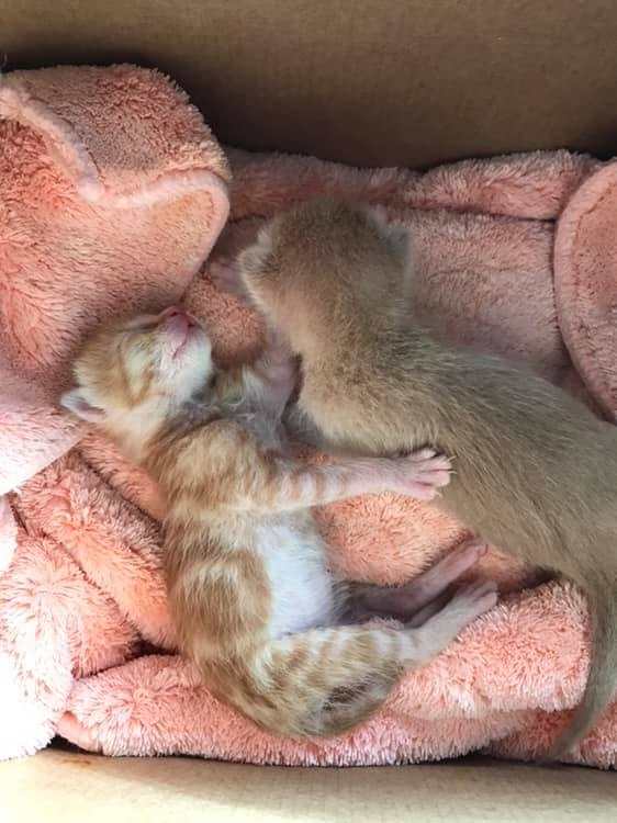 公司老板捡到了小流浪猫,员工捡到小狗养在公司里