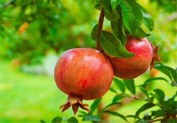 石榴挂果了需要套袋吗,石榴套袋在什么时候进行最好