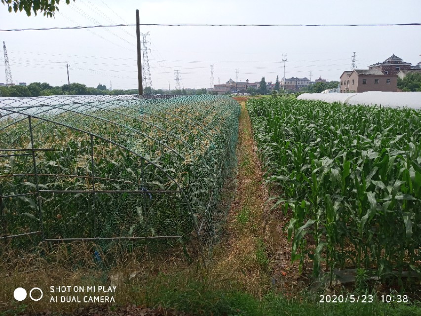 芒种种出新希望,芒种和幸福播种