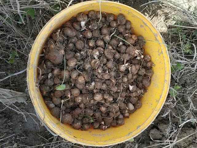 30年前2毛一斤，山上随便挖，如今1斤直逼50元，靠种植才够用