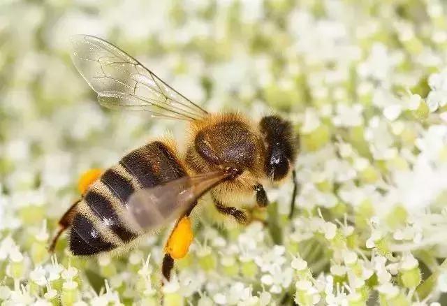 蜜蜂喂盐水的最佳比例,蜜蜂喂水加多少盐